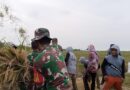 Dukung Program Swasembada Pangan, Babinsa Koramil 0602-10/Pontang Selalu Hadir Bersama Petani