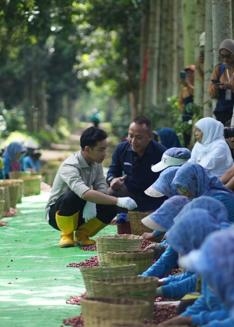 Wakil Presiden (Wapres) Gibran Rakabuming menghadiri Panen Raya Kopi Ijen di Java Coffee Estate, Bondowoso, Jawa Timur