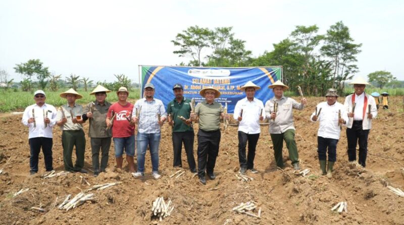 Tinjau Kebun Bongkar Ratoon oleh Ditjenbun RI di PG Sragi PT Sinergi Gula Nusantara (08/09/2025).