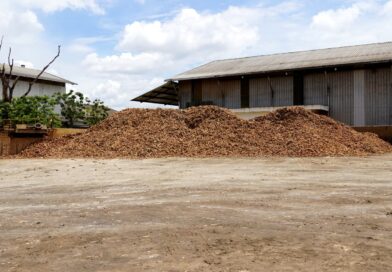 Pemprov Lampung Tetapkan Relaksasi Rafaksi Harga Ubi Kayu Pemprov Lampung Tetapkan Relaksasi Rafaksi Harga Ubi Kayu