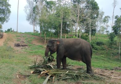 Koridor Ekologis Gajah Sumatera di Bukit Tiga Puluh Terancam Fragmentasi Habitat
