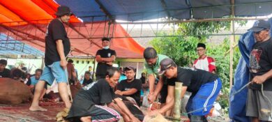 Masjid Nurul Hidayah Kayen Sembelih 14 Sapi dan 23 Kambing pada Iduladha 1447 H