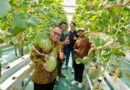 UMY Perkuat Ekosistem Wirausaha Berbasis Inovasi, Inofarm Kembangkan Melon Hidroponik dan Ketahanan Pangan DIY