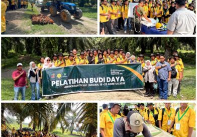 87 Pekebun Sawit Labusel Dapat Pelatihan BPDP, Produktivitas Didorong Meningkat