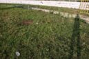 Kondisi Rumput Stadion setelah acara konser