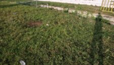 Kondisi Rumput Stadion setelah acara konser